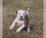 Small Photo #4 American Bulldog Puppy For Sale in FAIR GROVE, MO, USA