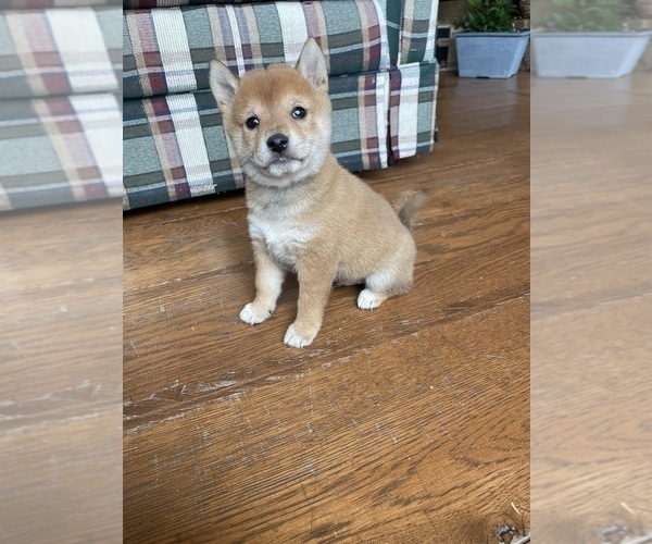 Medium Photo #2 Shiba Inu Puppy For Sale in SCHUYLKILL HAVEN, PA, USA