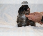 Small #12 ShihPoo