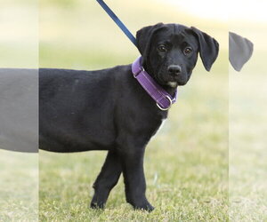 Labrador Retriever-Unknown Mix Dogs for adoption in Garner, NC, USA