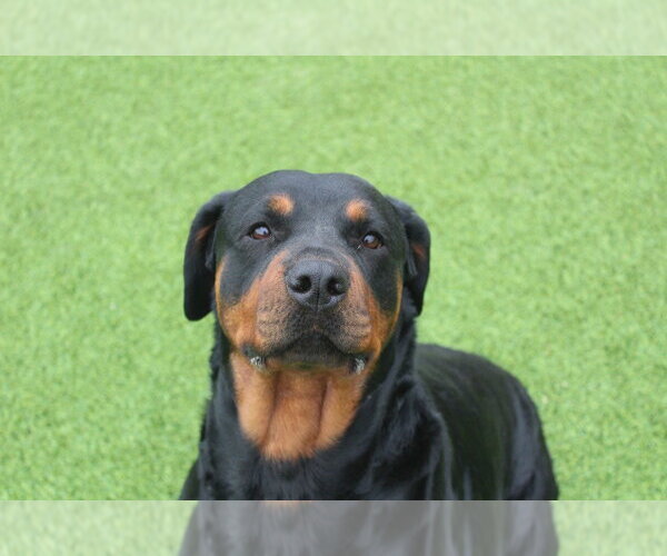 Medium Photo #3 Rottweiler Puppy For Sale in Chestertown, MD, USA