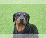 Small #2 Rottweiler