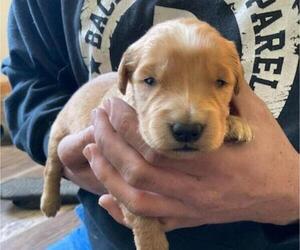 Golden Retriever Puppy for sale in CRANE, MO, USA