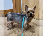 Small #4 Mutt