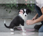 Small #15 Australian Shepherd