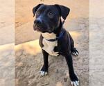 Small American Pit Bull Terrier