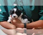 Puppy Scout Maltipoo