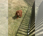 Small #6 Poodle (Miniature)