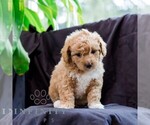 Small #1 Poodle (Toy)-Zuchon Mix