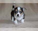 Puppy Luna Chihuahua