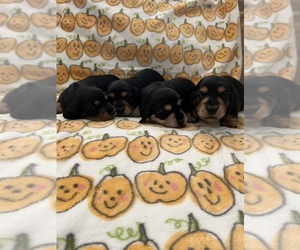Dachshund Puppy for sale in MANTECA, CA, USA