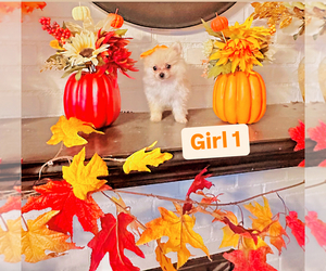Pomeranian Puppy for sale in PALMDALE, CA, USA
