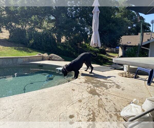 Medium Photo #3 Labrador Retriever-Unknown Mix Puppy For Sale in Clovis, CA, USA