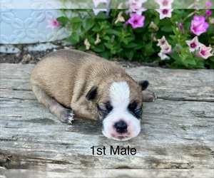Boston Terrier Puppy for sale in EWING, KY, USA
