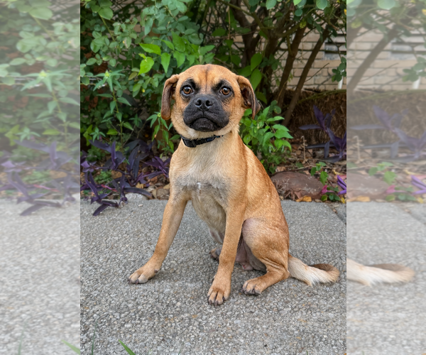 Medium Photo #2 Puggle Puppy For Sale in PIPE CREEK, TX, USA