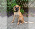 Small #1 Puggle