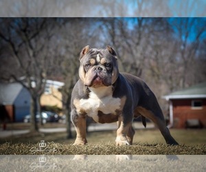 Father of the American Bully puppies born on 07/29/2022