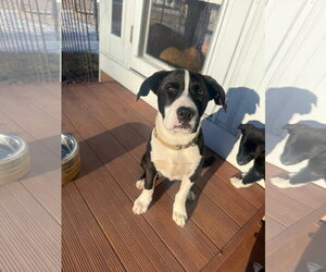 Mutt Dogs for adoption in New London, WI, USA