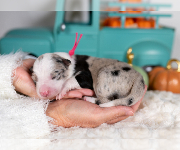 Medium Photo #1 Border Collie Puppy For Sale in CONWAY, MO, USA