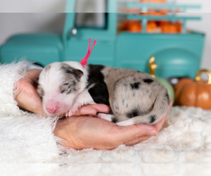Border Collie Puppy for sale in CONWAY, MO, USA