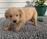 Small #5 Golden Retriever