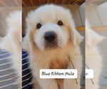Small Photo #1 Great Pyrenees Puppy For Sale in ALPHARETTA, GA, USA