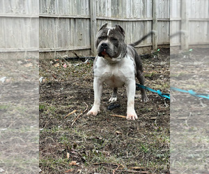 Father of the American Bully puppies born on 05/20/2023