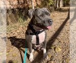 Small Photo #14 American Staffordshire Terrier Puppy For Sale in Kanab, UT, USA