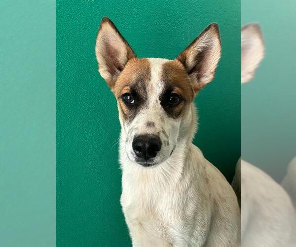 Medium Photo #1 Texas Heeler-Unknown Mix Puppy For Sale in Visalia, CA, USA