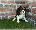 Small #9 Cavalier King Charles Spaniel