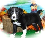 Small Photo #1 Border Collie-Rat Terrier Mix Puppy For Sale in HAMMOND, IN, USA