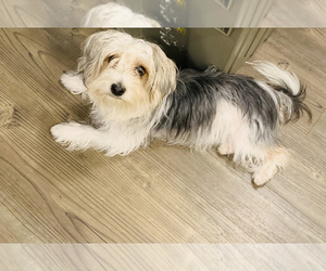 Morkie-Yorkshire Terrier Mix Puppy for sale in WASHINGTON, DC, USA