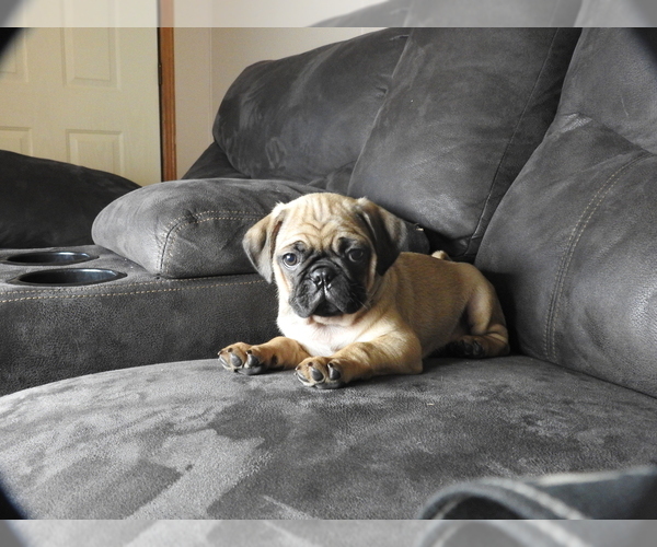 Medium Photo #2 Pug Puppy For Sale in FALL CREEK, WI, USA