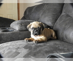 Small #1 Pug