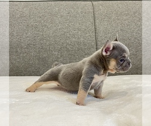 Medium French Bulldog