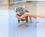 Small #5 French Bulldog