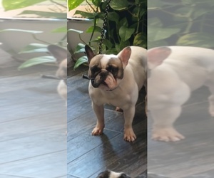 Father of the French Bulldog puppies born on 08/28/2025
