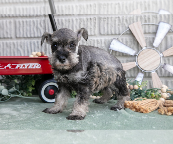 Medium Photo #16 Schnauzer (Miniature) Puppy For Sale in BALTIC, OH, USA