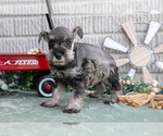 Small Photo #16 Schnauzer (Miniature) Puppy For Sale in BALTIC, OH, USA