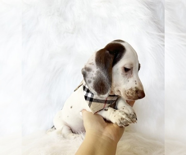 Medium Photo #8 Dachshund Puppy For Sale in DAVIS, CA, USA