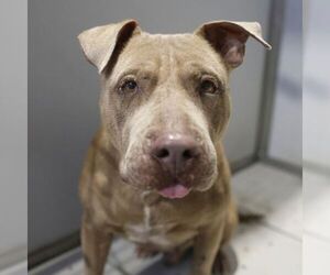 American Staffordshire Terrier-Unknown Mix Dogs for adoption in San Antonio, TX, USA