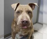 FOSTER - Male American Staffordshire Terrier-Unknown Mix Dog for Adoption - Small photo