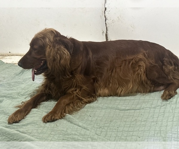 Medium Photo #1 Irish Setter Puppy For Sale in CLEVELAND, TN, USA