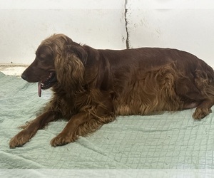 Mother of the Irish Setter puppies born on 12/23/2025