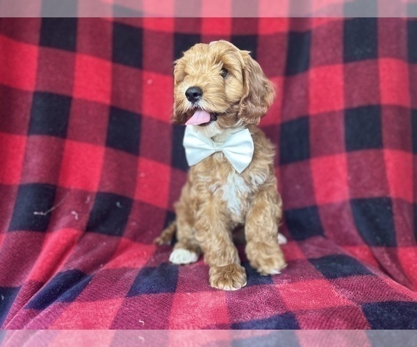 Medium Photo #6 Cock-A-Poo Puppy For Sale in LAKELAND, FL, USA