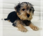Small Photo #2 Morkie Puppy For Sale in CINCINNATI, OH, USA