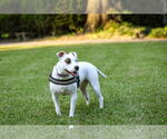 Small #6 Mutt