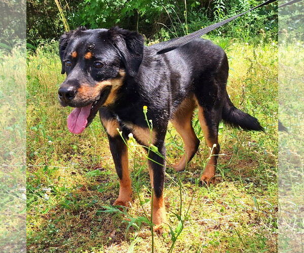 Medium Photo #3 Mutt Puppy For Sale in Wetumpka, AL, USA