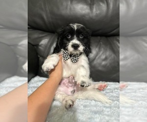 Cavapoo Puppy for sale in CAMPBELLSVILLE, KY, USA