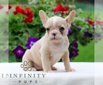 Small #3 French Bulldog